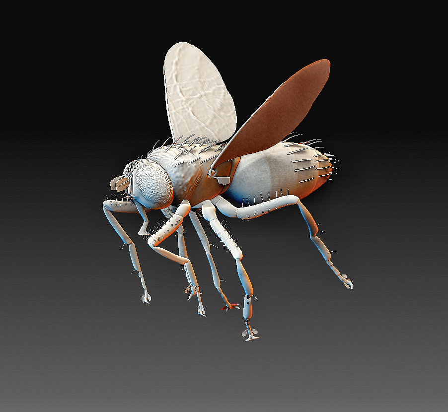 Free STL file Fly model 🪰 (OBJ)・3D print model to download・Cults